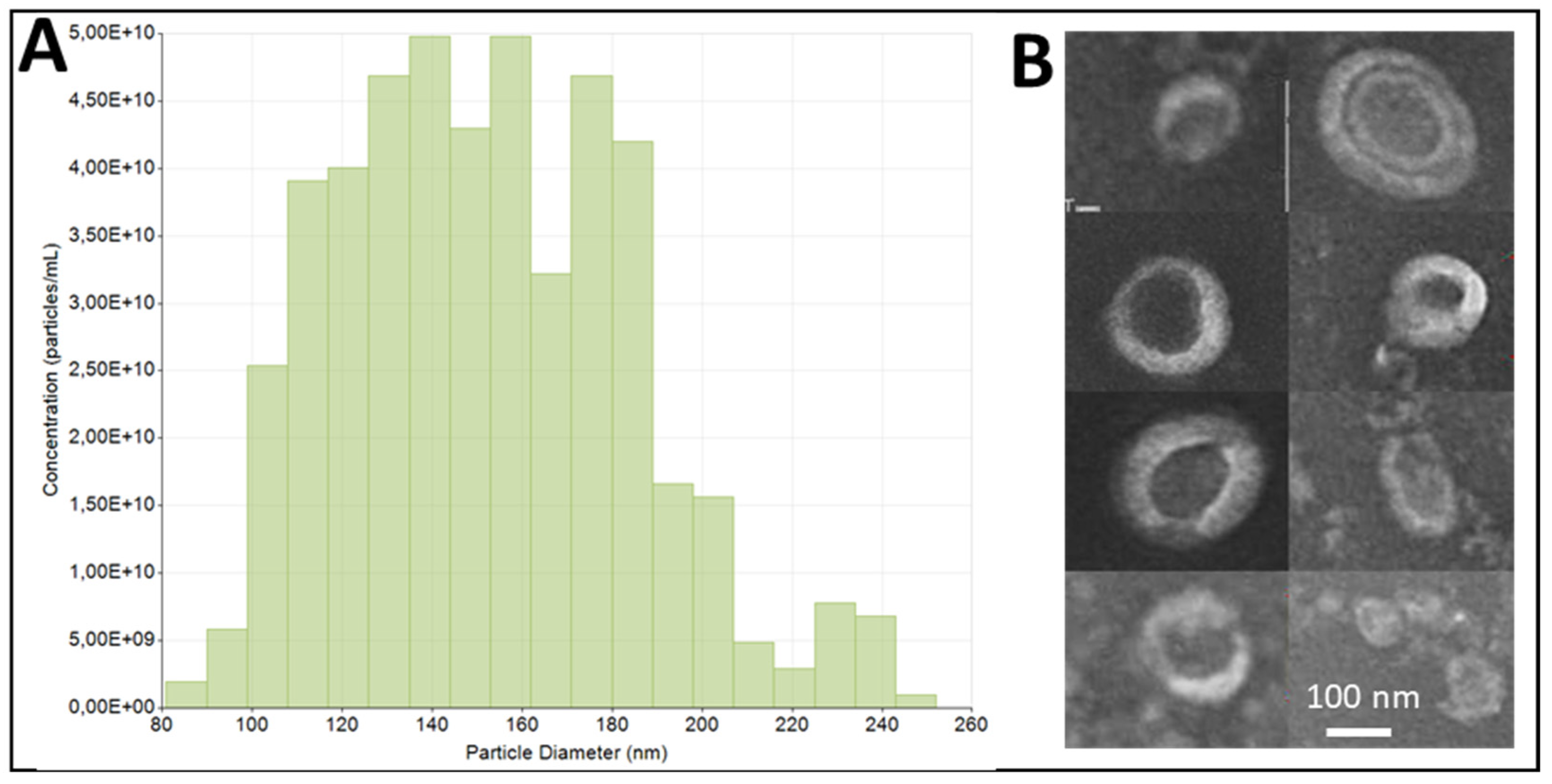 Apple-derived nanovesicles (ADNVs) size distribution and TEM image showing round morphology with diameters mainly between 80-250 nm.